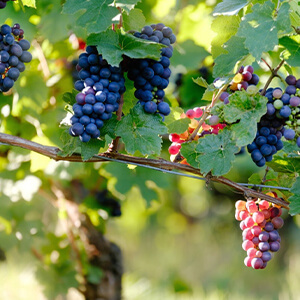 Wine Tour Toronto